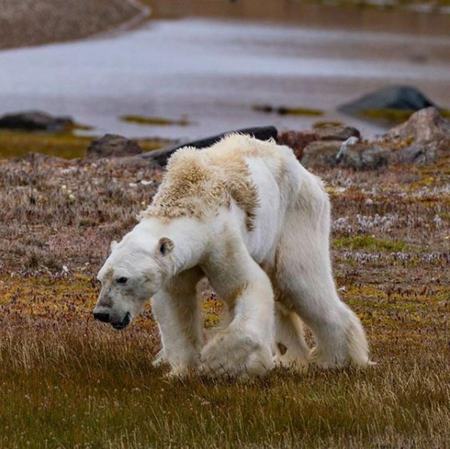 "El rostro del cambio climático", escribió la fotógrafa Cristina Mittermeier en su cuenta de Instagram junto a la fotografía de un oso polar completamente desnutrido, arrastrando las patas y buscando alimento desesperadamente. La foto dio la vuelta al mundo, multitud de medios de comunicación se hicieron eco de la noticia y su agonía enterneció a todos. ¿El problema? Que no hay ninguna prueba de que el calentamiento global tenga algo que ver con la muerte del animal. Ante el revuelo ocasionado Mittermeier puntualiza ahora que el animal podría estar herido o enfermo.