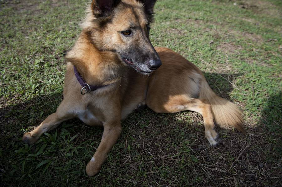 John ha creado una asociación para ayudar a perros que se encuentran en la misma situación que estaba Cola.