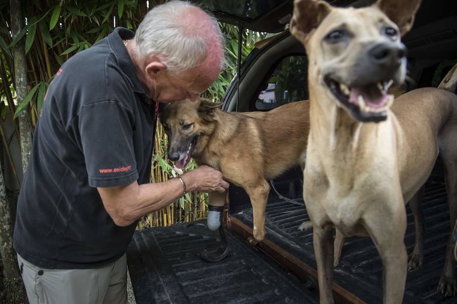 "Es increíble como los perros se adaptan rápido", dice entusiasmado Dalley que además de Cola tiene ocho perros más.