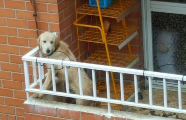 El cachorro, en el balcón. 