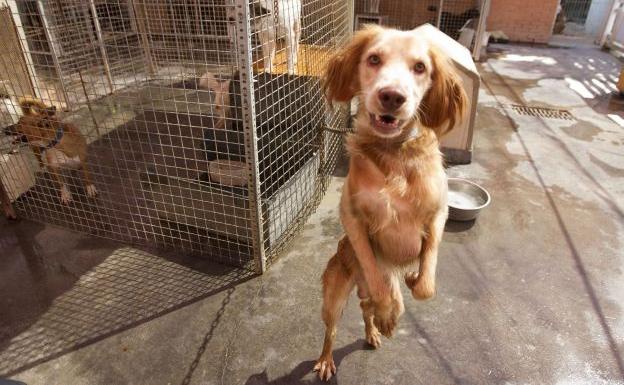 Perro en la Protectora de Animales de Valencia.