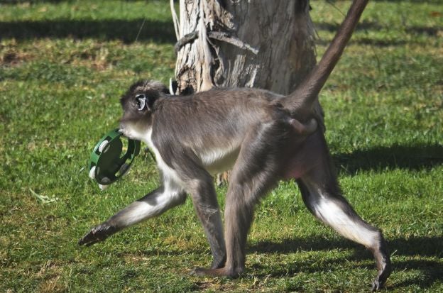 Ya es Navidad y Papá Noel se ha pasado por el Bioparc para dar sus regalos a los animales.