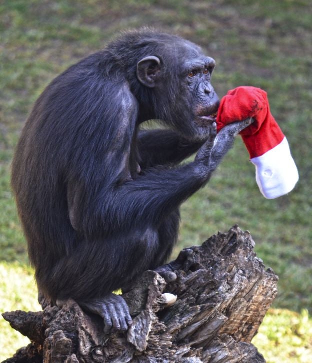 Ya es Navidad y Papá Noel se ha pasado por el Bioparc para dar sus regalos a los animales.