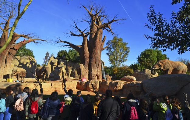 Ya es Navidad y Papá Noel se ha pasado por el Bioparc para dar sus regalos a los animales.