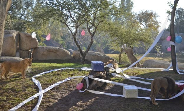Ya es Navidad y Papá Noel se ha pasado por el Bioparc para dar sus regalos a los animales.