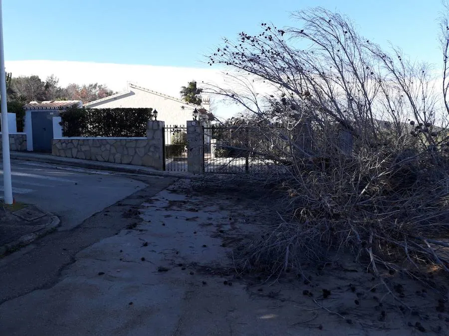 En la zona del Pinosol de Xàbia el viento ha derribado un árbol que ha obligado a la actuación de los bomberos. En la comarca se han registrado más despefectos provocados por las fuertes rachas registradas.