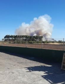 Imagen secundaria 2 - Incendio en la marjal de Sagunto.