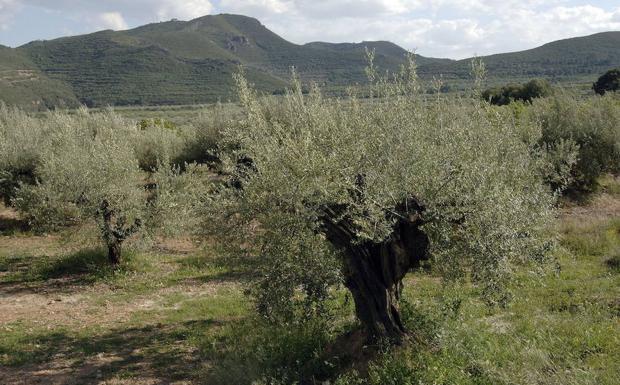 Olivos en Altura. 