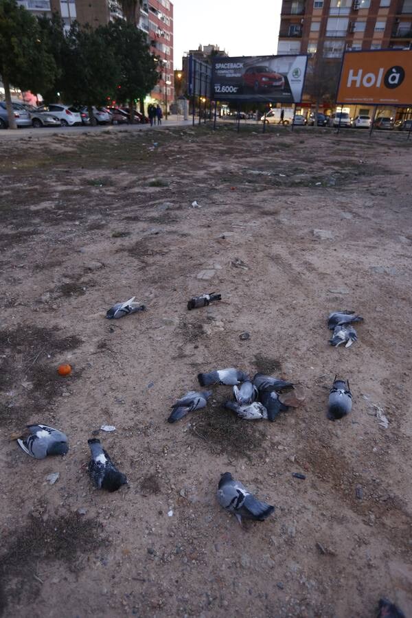 Fotos de las palomas muertas aparecidas en Malilla