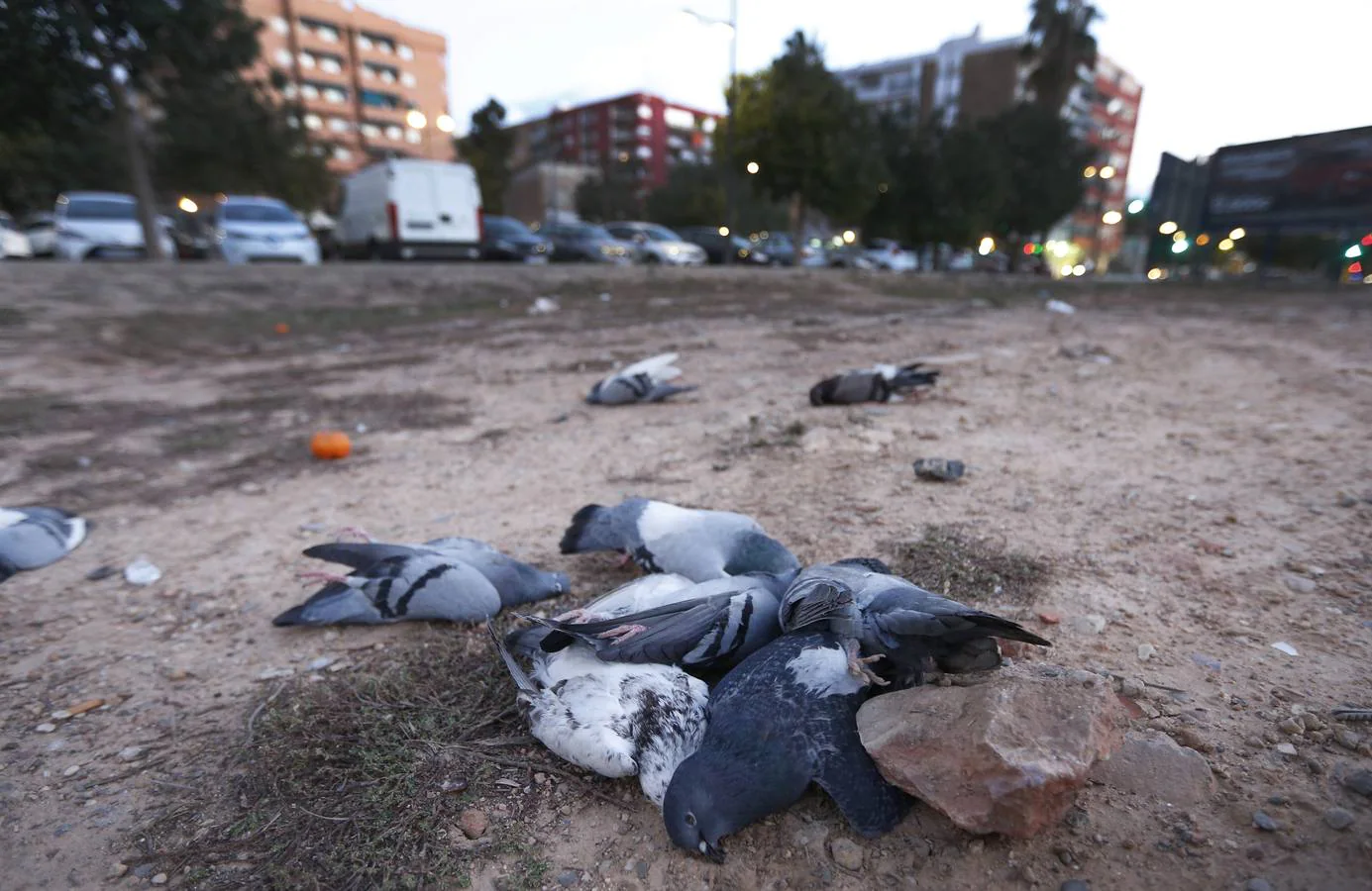 Fotos de las palomas muertas aparecidas en Malilla