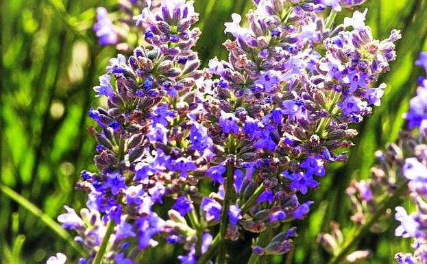 Lavanda en flor.