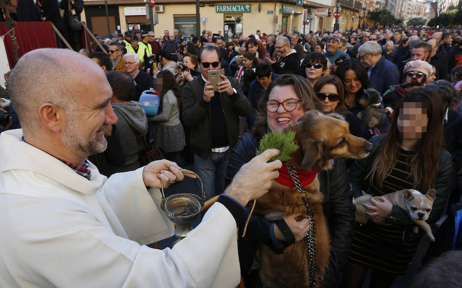 La calle Sagunto es, desde primera hora de la mañana, el epicentro de la celebración de la festividad de San Antonio Abad en la ciudad de Valencia. Perros, gatos, loros, hurones, tortugas o conejos son algunos de los animales que desde las 12.00 horas reciben la bendición en el acto organizado por la Hermandad de San Antonio Abad. El primero en recibir el agua bendita ha sido Currito, la mascota de Vicenta Cerveró, de Campanar. “Vengo desde hace cinco años con él, desde que lo saqué de la protectora de animales”, relata. Los participantes en el desfile, que cerrarán las caballerías, reciben garrofetes y panes bendecidos, además de una estampa de San Antonio Abad. Algunos de los asistentes han llegado a las ocho de la mañana para ser de los primeros en pasar.