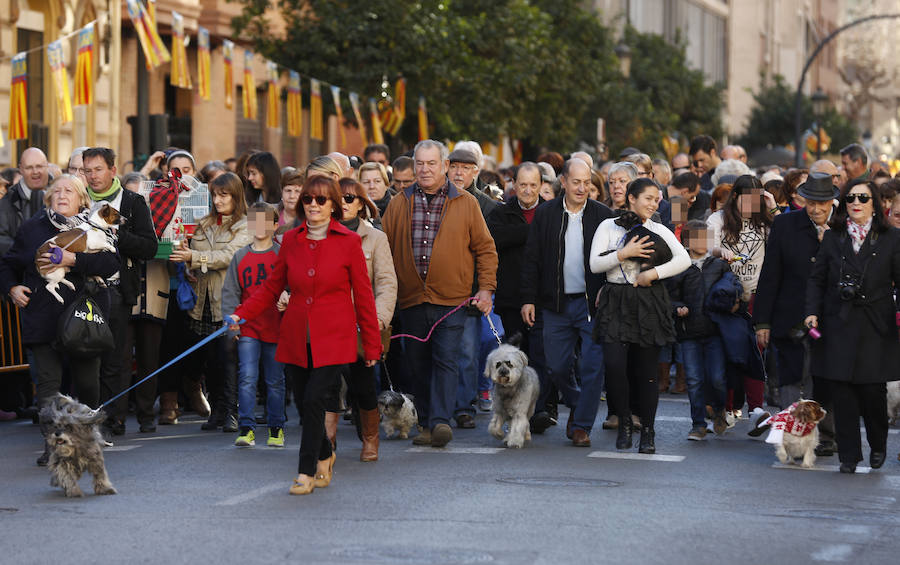 La calle Sagunto es, desde primera hora de la mañana, el epicentro de la celebración de la festividad de San Antonio Abad en la ciudad de Valencia. Perros, gatos, loros, hurones, tortugas o conejos son algunos de los animales que desde las 12.00 horas reciben la bendición en el acto organizado por la Hermandad de San Antonio Abad. El primero en recibir el agua bendita ha sido Currito, la mascota de Vicenta Cerveró, de Campanar. “Vengo desde hace cinco años con él, desde que lo saqué de la protectora de animales”, relata. Los participantes en el desfile, que cerrarán las caballerías, reciben garrofetes y panes bendecidos, además de una estampa de San Antonio Abad. Algunos de los asistentes han llegado a las ocho de la mañana para ser de los primeros en pasar.