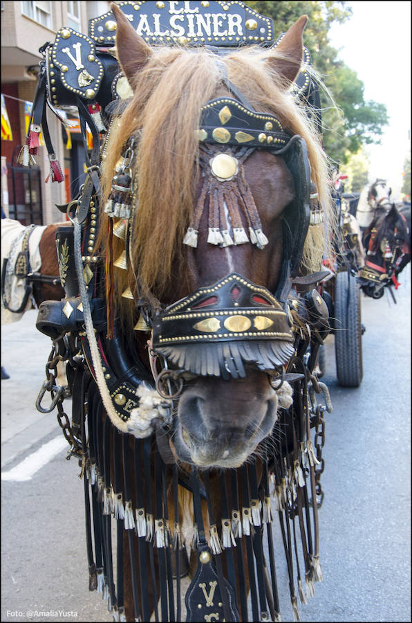 La calle Sagunto es, desde primera hora de la mañana, el epicentro de la celebración de la festividad de San Antonio Abad en la ciudad de Valencia. Perros, gatos, loros, hurones, tortugas o conejos son algunos de los animales que desde las 12.00 horas reciben la bendición en el acto organizado por la Hermandad de San Antonio Abad. El primero en recibir el agua bendita ha sido Currito, la mascota de Vicenta Cerveró, de Campanar. “Vengo desde hace cinco años con él, desde que lo saqué de la protectora de animales”, relata. Los participantes en el desfile, que cerrarán las caballerías, reciben garrofetes y panes bendecidos, además de una estampa de San Antonio Abad. Algunos de los asistentes han llegado a las ocho de la mañana para ser de los primeros en pasar.