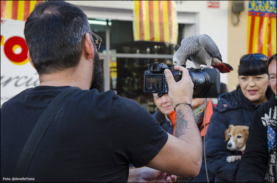 La calle Sagunto es, desde primera hora de la mañana, el epicentro de la celebración de la festividad de San Antonio Abad en la ciudad de Valencia. Perros, gatos, loros, hurones, tortugas o conejos son algunos de los animales que desde las 12.00 horas reciben la bendición en el acto organizado por la Hermandad de San Antonio Abad. El primero en recibir el agua bendita ha sido Currito, la mascota de Vicenta Cerveró, de Campanar. “Vengo desde hace cinco años con él, desde que lo saqué de la protectora de animales”, relata. Los participantes en el desfile, que cerrarán las caballerías, reciben garrofetes y panes bendecidos, además de una estampa de San Antonio Abad. Algunos de los asistentes han llegado a las ocho de la mañana para ser de los primeros en pasar.