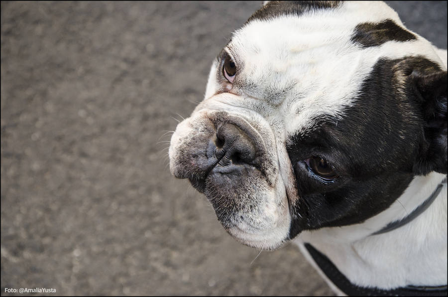 La calle Sagunto es, desde primera hora de la mañana, el epicentro de la celebración de la festividad de San Antonio Abad en la ciudad de Valencia. Perros, gatos, loros, hurones, tortugas o conejos son algunos de los animales que desde las 12.00 horas reciben la bendición en el acto organizado por la Hermandad de San Antonio Abad. El primero en recibir el agua bendita ha sido Currito, la mascota de Vicenta Cerveró, de Campanar. “Vengo desde hace cinco años con él, desde que lo saqué de la protectora de animales”, relata. Los participantes en el desfile, que cerrarán las caballerías, reciben garrofetes y panes bendecidos, además de una estampa de San Antonio Abad. Algunos de los asistentes han llegado a las ocho de la mañana para ser de los primeros en pasar.