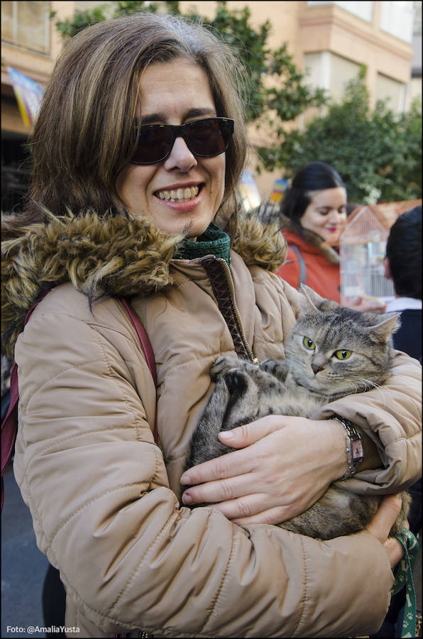 La calle Sagunto es, desde primera hora de la mañana, el epicentro de la celebración de la festividad de San Antonio Abad en la ciudad de Valencia. Perros, gatos, loros, hurones, tortugas o conejos son algunos de los animales que desde las 12.00 horas reciben la bendición en el acto organizado por la Hermandad de San Antonio Abad. El primero en recibir el agua bendita ha sido Currito, la mascota de Vicenta Cerveró, de Campanar. “Vengo desde hace cinco años con él, desde que lo saqué de la protectora de animales”, relata. Los participantes en el desfile, que cerrarán las caballerías, reciben garrofetes y panes bendecidos, además de una estampa de San Antonio Abad. Algunos de los asistentes han llegado a las ocho de la mañana para ser de los primeros en pasar.