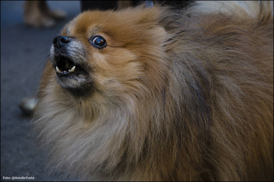 La calle Sagunto es, desde primera hora de la mañana, el epicentro de la celebración de la festividad de San Antonio Abad en la ciudad de Valencia. Perros, gatos, loros, hurones, tortugas o conejos son algunos de los animales que desde las 12.00 horas reciben la bendición en el acto organizado por la Hermandad de San Antonio Abad. El primero en recibir el agua bendita ha sido Currito, la mascota de Vicenta Cerveró, de Campanar. “Vengo desde hace cinco años con él, desde que lo saqué de la protectora de animales”, relata. Los participantes en el desfile, que cerrarán las caballerías, reciben garrofetes y panes bendecidos, además de una estampa de San Antonio Abad. Algunos de los asistentes han llegado a las ocho de la mañana para ser de los primeros en pasar.