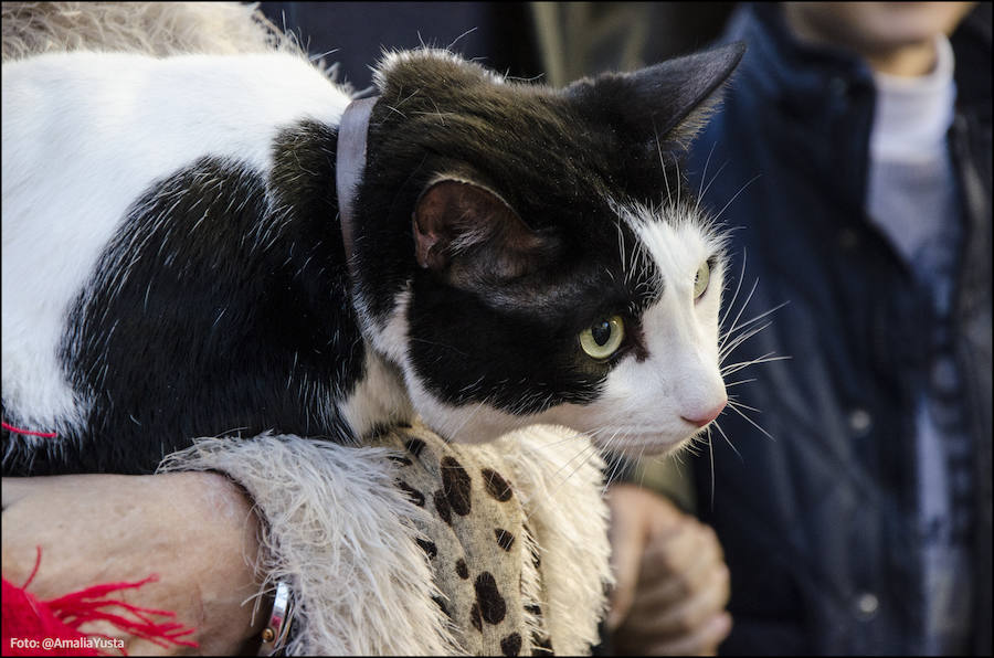 La calle Sagunto es, desde primera hora de la mañana, el epicentro de la celebración de la festividad de San Antonio Abad en la ciudad de Valencia. Perros, gatos, loros, hurones, tortugas o conejos son algunos de los animales que desde las 12.00 horas reciben la bendición en el acto organizado por la Hermandad de San Antonio Abad. El primero en recibir el agua bendita ha sido Currito, la mascota de Vicenta Cerveró, de Campanar. “Vengo desde hace cinco años con él, desde que lo saqué de la protectora de animales”, relata. Los participantes en el desfile, que cerrarán las caballerías, reciben garrofetes y panes bendecidos, además de una estampa de San Antonio Abad. Algunos de los asistentes han llegado a las ocho de la mañana para ser de los primeros en pasar.