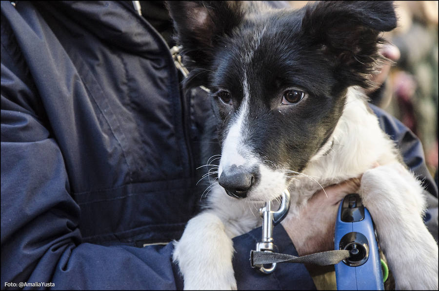 La calle Sagunto es, desde primera hora de la mañana, el epicentro de la celebración de la festividad de San Antonio Abad en la ciudad de Valencia. Perros, gatos, loros, hurones, tortugas o conejos son algunos de los animales que desde las 12.00 horas reciben la bendición en el acto organizado por la Hermandad de San Antonio Abad. El primero en recibir el agua bendita ha sido Currito, la mascota de Vicenta Cerveró, de Campanar. “Vengo desde hace cinco años con él, desde que lo saqué de la protectora de animales”, relata. Los participantes en el desfile, que cerrarán las caballerías, reciben garrofetes y panes bendecidos, además de una estampa de San Antonio Abad. Algunos de los asistentes han llegado a las ocho de la mañana para ser de los primeros en pasar.