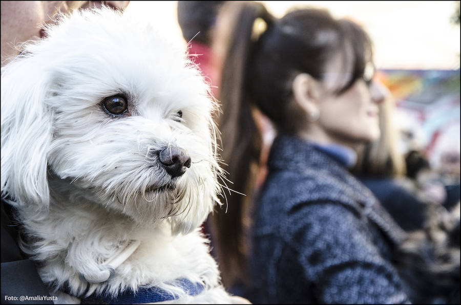 La calle Sagunto es, desde primera hora de la mañana, el epicentro de la celebración de la festividad de San Antonio Abad en la ciudad de Valencia. Perros, gatos, loros, hurones, tortugas o conejos son algunos de los animales que desde las 12.00 horas reciben la bendición en el acto organizado por la Hermandad de San Antonio Abad. El primero en recibir el agua bendita ha sido Currito, la mascota de Vicenta Cerveró, de Campanar. “Vengo desde hace cinco años con él, desde que lo saqué de la protectora de animales”, relata. Los participantes en el desfile, que cerrarán las caballerías, reciben garrofetes y panes bendecidos, además de una estampa de San Antonio Abad. Algunos de los asistentes han llegado a las ocho de la mañana para ser de los primeros en pasar.