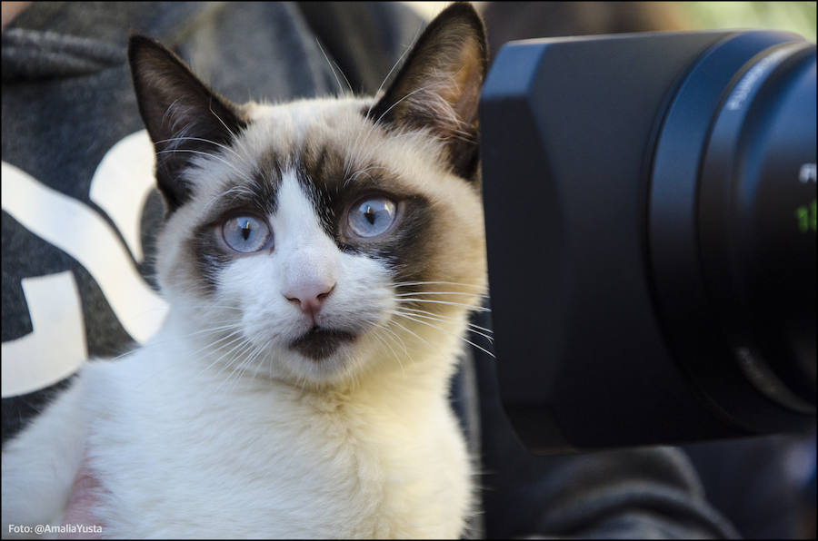 La calle Sagunto es, desde primera hora de la mañana, el epicentro de la celebración de la festividad de San Antonio Abad en la ciudad de Valencia. Perros, gatos, loros, hurones, tortugas o conejos son algunos de los animales que desde las 12.00 horas reciben la bendición en el acto organizado por la Hermandad de San Antonio Abad. El primero en recibir el agua bendita ha sido Currito, la mascota de Vicenta Cerveró, de Campanar. “Vengo desde hace cinco años con él, desde que lo saqué de la protectora de animales”, relata. Los participantes en el desfile, que cerrarán las caballerías, reciben garrofetes y panes bendecidos, además de una estampa de San Antonio Abad. Algunos de los asistentes han llegado a las ocho de la mañana para ser de los primeros en pasar.