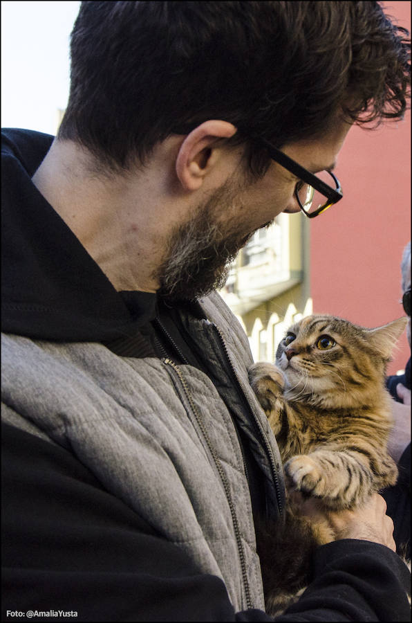 La calle Sagunto es, desde primera hora de la mañana, el epicentro de la celebración de la festividad de San Antonio Abad en la ciudad de Valencia. Perros, gatos, loros, hurones, tortugas o conejos son algunos de los animales que desde las 12.00 horas reciben la bendición en el acto organizado por la Hermandad de San Antonio Abad. El primero en recibir el agua bendita ha sido Currito, la mascota de Vicenta Cerveró, de Campanar. “Vengo desde hace cinco años con él, desde que lo saqué de la protectora de animales”, relata. Los participantes en el desfile, que cerrarán las caballerías, reciben garrofetes y panes bendecidos, además de una estampa de San Antonio Abad. Algunos de los asistentes han llegado a las ocho de la mañana para ser de los primeros en pasar.