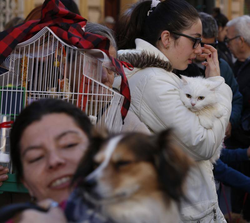 La calle Sagunto es, desde primera hora de la mañana, el epicentro de la celebración de la festividad de San Antonio Abad en la ciudad de Valencia. Perros, gatos, loros, hurones, tortugas o conejos son algunos de los animales que desde las 12.00 horas reciben la bendición en el acto organizado por la Hermandad de San Antonio Abad. El primero en recibir el agua bendita ha sido Currito, la mascota de Vicenta Cerveró, de Campanar. “Vengo desde hace cinco años con él, desde que lo saqué de la protectora de animales”, relata. Los participantes en el desfile, que cerrarán las caballerías, reciben garrofetes y panes bendecidos, además de una estampa de San Antonio Abad. Algunos de los asistentes han llegado a las ocho de la mañana para ser de los primeros en pasar.