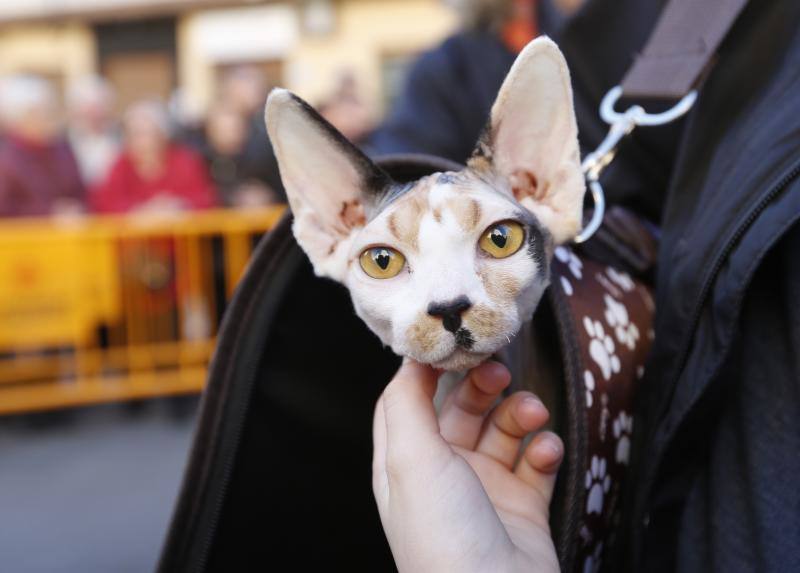 La calle Sagunto es, desde primera hora de la mañana, el epicentro de la celebración de la festividad de San Antonio Abad en la ciudad de Valencia. Perros, gatos, loros, hurones, tortugas o conejos son algunos de los animales que desde las 12.00 horas reciben la bendición en el acto organizado por la Hermandad de San Antonio Abad. El primero en recibir el agua bendita ha sido Currito, la mascota de Vicenta Cerveró, de Campanar. “Vengo desde hace cinco años con él, desde que lo saqué de la protectora de animales”, relata. Los participantes en el desfile, que cerrarán las caballerías, reciben garrofetes y panes bendecidos, además de una estampa de San Antonio Abad. Algunos de los asistentes han llegado a las ocho de la mañana para ser de los primeros en pasar.