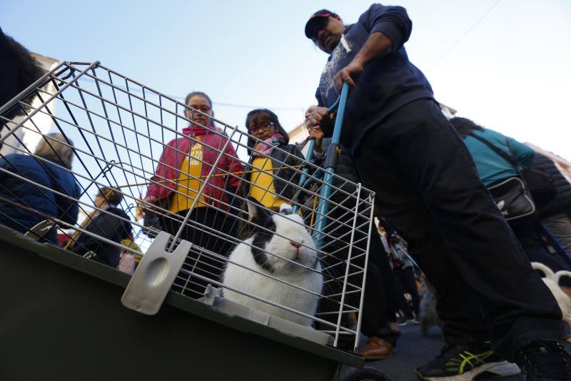 La calle Sagunto es, desde primera hora de la mañana, el epicentro de la celebración de la festividad de San Antonio Abad en la ciudad de Valencia. Perros, gatos, loros, hurones, tortugas o conejos son algunos de los animales que desde las 12.00 horas reciben la bendición en el acto organizado por la Hermandad de San Antonio Abad. El primero en recibir el agua bendita ha sido Currito, la mascota de Vicenta Cerveró, de Campanar. “Vengo desde hace cinco años con él, desde que lo saqué de la protectora de animales”, relata. Los participantes en el desfile, que cerrarán las caballerías, reciben garrofetes y panes bendecidos, además de una estampa de San Antonio Abad. Algunos de los asistentes han llegado a las ocho de la mañana para ser de los primeros en pasar.