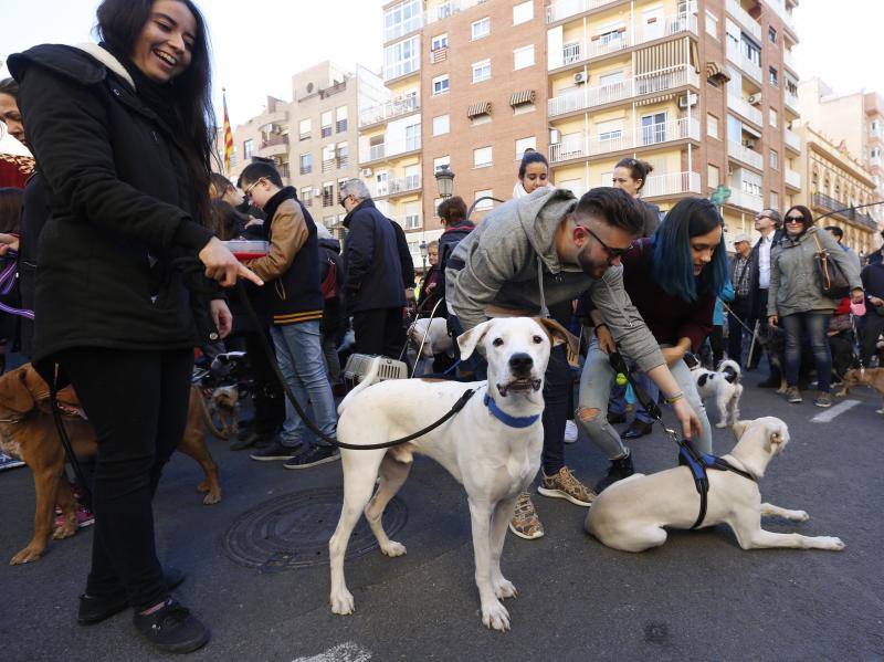 La calle Sagunto es, desde primera hora de la mañana, el epicentro de la celebración de la festividad de San Antonio Abad en la ciudad de Valencia. Perros, gatos, loros, hurones, tortugas o conejos son algunos de los animales que desde las 12.00 horas reciben la bendición en el acto organizado por la Hermandad de San Antonio Abad. El primero en recibir el agua bendita ha sido Currito, la mascota de Vicenta Cerveró, de Campanar. “Vengo desde hace cinco años con él, desde que lo saqué de la protectora de animales”, relata. Los participantes en el desfile, que cerrarán las caballerías, reciben garrofetes y panes bendecidos, además de una estampa de San Antonio Abad. Algunos de los asistentes han llegado a las ocho de la mañana para ser de los primeros en pasar.