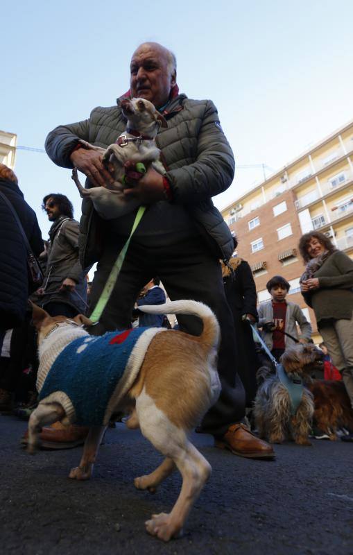 La calle Sagunto es, desde primera hora de la mañana, el epicentro de la celebración de la festividad de San Antonio Abad en la ciudad de Valencia. Perros, gatos, loros, hurones, tortugas o conejos son algunos de los animales que desde las 12.00 horas reciben la bendición en el acto organizado por la Hermandad de San Antonio Abad. El primero en recibir el agua bendita ha sido Currito, la mascota de Vicenta Cerveró, de Campanar. “Vengo desde hace cinco años con él, desde que lo saqué de la protectora de animales”, relata. Los participantes en el desfile, que cerrarán las caballerías, reciben garrofetes y panes bendecidos, además de una estampa de San Antonio Abad. Algunos de los asistentes han llegado a las ocho de la mañana para ser de los primeros en pasar.