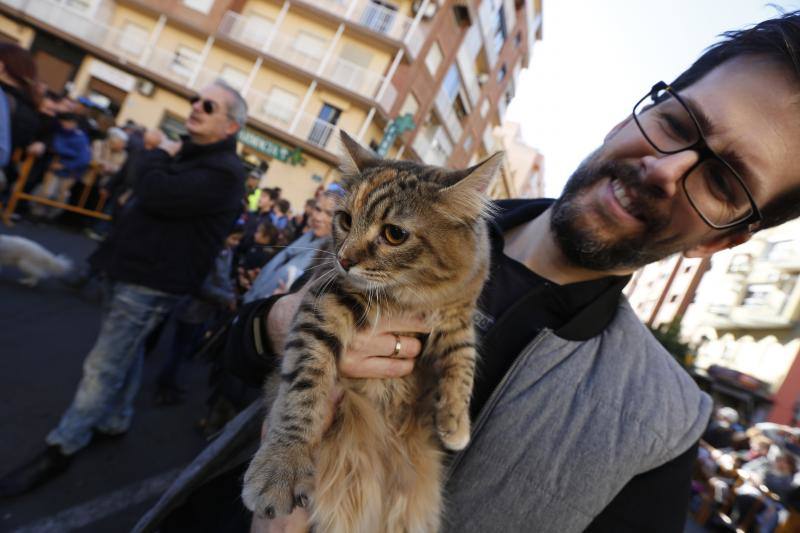 La calle Sagunto es, desde primera hora de la mañana, el epicentro de la celebración de la festividad de San Antonio Abad en la ciudad de Valencia. Perros, gatos, loros, hurones, tortugas o conejos son algunos de los animales que desde las 12.00 horas reciben la bendición en el acto organizado por la Hermandad de San Antonio Abad. El primero en recibir el agua bendita ha sido Currito, la mascota de Vicenta Cerveró, de Campanar. “Vengo desde hace cinco años con él, desde que lo saqué de la protectora de animales”, relata. Los participantes en el desfile, que cerrarán las caballerías, reciben garrofetes y panes bendecidos, además de una estampa de San Antonio Abad. Algunos de los asistentes han llegado a las ocho de la mañana para ser de los primeros en pasar.