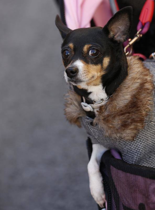 La calle Sagunto es, desde primera hora de la mañana, el epicentro de la celebración de la festividad de San Antonio Abad en la ciudad de Valencia. Perros, gatos, loros, hurones, tortugas o conejos son algunos de los animales que desde las 12.00 horas reciben la bendición en el acto organizado por la Hermandad de San Antonio Abad. El primero en recibir el agua bendita ha sido Currito, la mascota de Vicenta Cerveró, de Campanar. “Vengo desde hace cinco años con él, desde que lo saqué de la protectora de animales”, relata. Los participantes en el desfile, que cerrarán las caballerías, reciben garrofetes y panes bendecidos, además de una estampa de San Antonio Abad. Algunos de los asistentes han llegado a las ocho de la mañana para ser de los primeros en pasar.