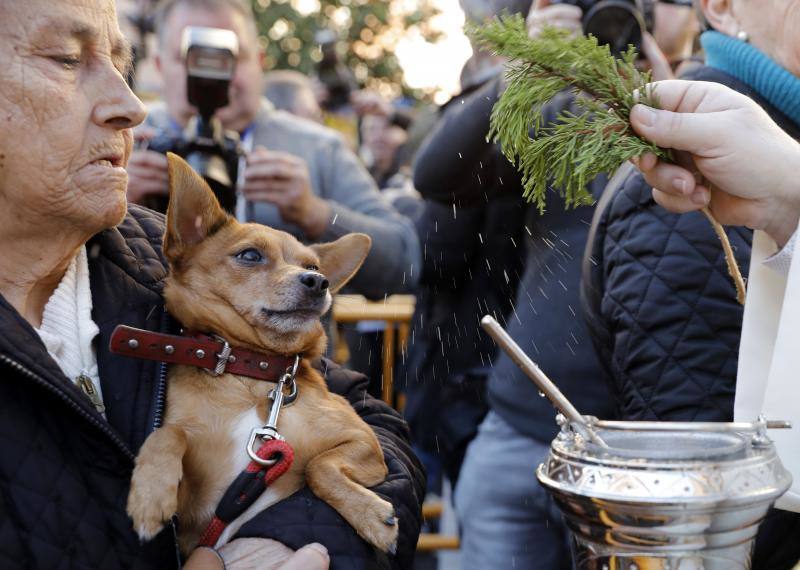 La calle Sagunto es, desde primera hora de la mañana, el epicentro de la celebración de la festividad de San Antonio Abad en la ciudad de Valencia. Perros, gatos, loros, hurones, tortugas o conejos son algunos de los animales que desde las 12.00 horas reciben la bendición en el acto organizado por la Hermandad de San Antonio Abad. El primero en recibir el agua bendita ha sido Currito, la mascota de Vicenta Cerveró, de Campanar. “Vengo desde hace cinco años con él, desde que lo saqué de la protectora de animales”, relata. Los participantes en el desfile, que cerrarán las caballerías, reciben garrofetes y panes bendecidos, además de una estampa de San Antonio Abad. Algunos de los asistentes han llegado a las ocho de la mañana para ser de los primeros en pasar.