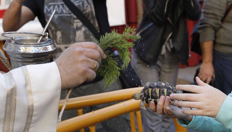 La calle Sagunto es, desde primera hora de la mañana, el epicentro de la celebración de la festividad de San Antonio Abad en la ciudad de Valencia. Perros, gatos, loros, hurones, tortugas o conejos son algunos de los animales que desde las 12.00 horas reciben la bendición en el acto organizado por la Hermandad de San Antonio Abad. El primero en recibir el agua bendita ha sido Currito, la mascota de Vicenta Cerveró, de Campanar. “Vengo desde hace cinco años con él, desde que lo saqué de la protectora de animales”, relata. Los participantes en el desfile, que cerrarán las caballerías, reciben garrofetes y panes bendecidos, además de una estampa de San Antonio Abad. Algunos de los asistentes han llegado a las ocho de la mañana para ser de los primeros en pasar.