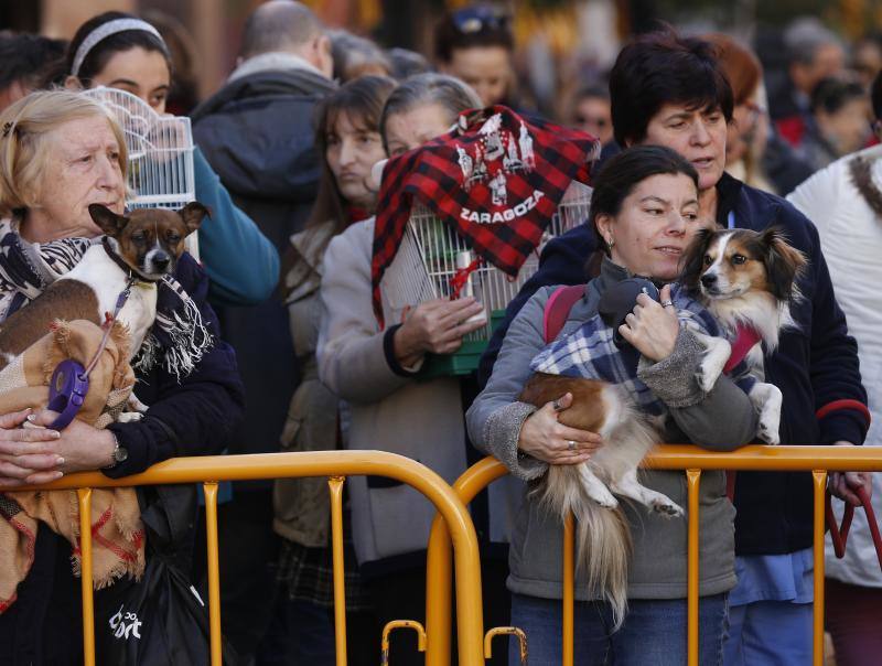 La calle Sagunto es, desde primera hora de la mañana, el epicentro de la celebración de la festividad de San Antonio Abad en la ciudad de Valencia. Perros, gatos, loros, hurones, tortugas o conejos son algunos de los animales que desde las 12.00 horas reciben la bendición en el acto organizado por la Hermandad de San Antonio Abad.