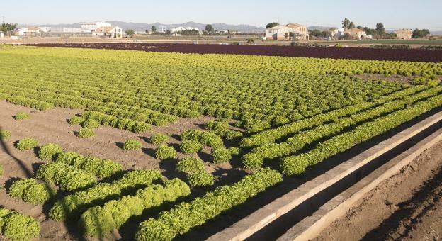 Campo de escarolas en la huerta. 