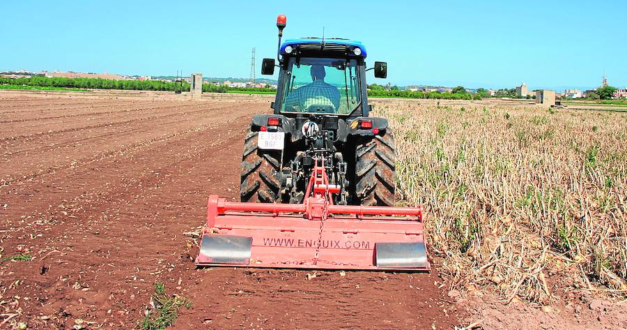 Un agricultor de l'Horta Nord tritura con su tractor la cosecha de cebollas que no ha podido vender.