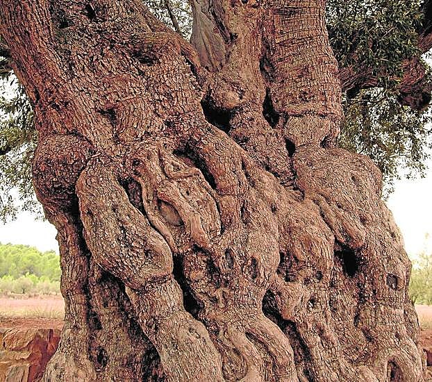 Detalle del tronco de La Morruda, en Segorbe (Castellón).
