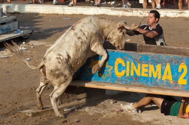 Rafa Alcaide, mostrando su poderío en el banco con una vaca de Machancoses, en Les Penyes en Festes de Vall d'Uixó. 