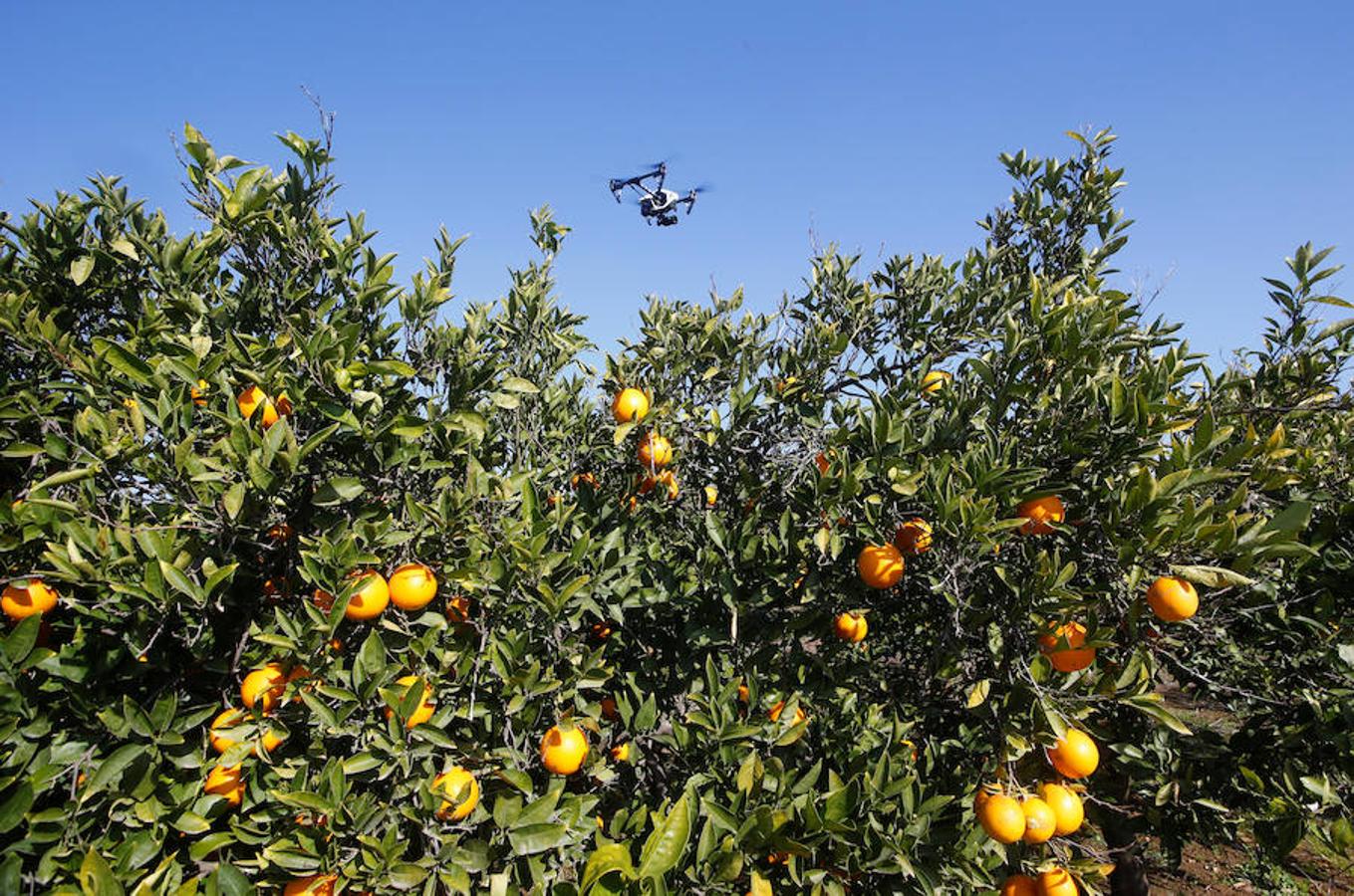 Cumplidos dos meses de la puesta en marcha del dron de la Policía Local de Algemesí, se ha convertido en una herramienta indispensable. Apenas unos días después de su presentación, los agentes, controlando a cientos de metros de altura, localizaron un vehículo sospechoso por el término. Las personas que intentaban cometer un robo de naranjas pudieron estar muy atentos para evitar la presencia policial, pero lo que no imaginaban era que su captura iba a llegar desde el cielo. El aviso del dron fue clave para resolver este robo. El dron también les ayudó a localizar el cuerpo sin vida de un hombre a orillas del Júcar.