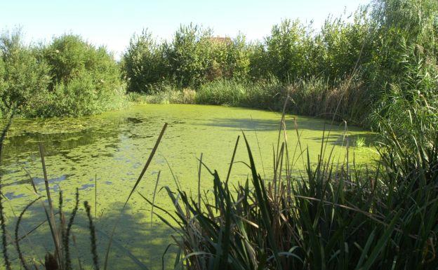 Pequeña laguna en el Parque de Marxalenes que recrea el paisaje de la Albufera.