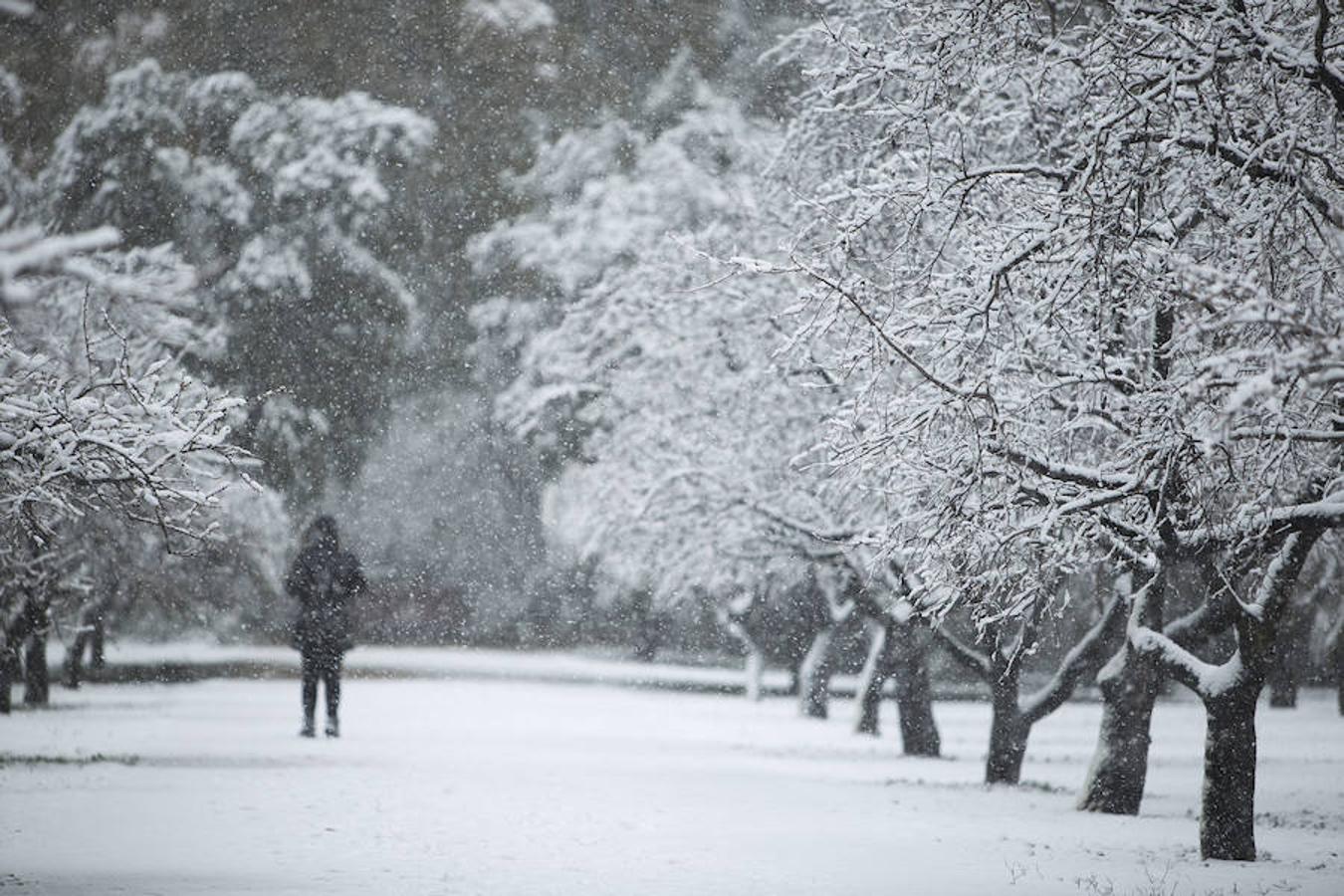 La nieve curbio de blanco los muchos parques de la ciudad.