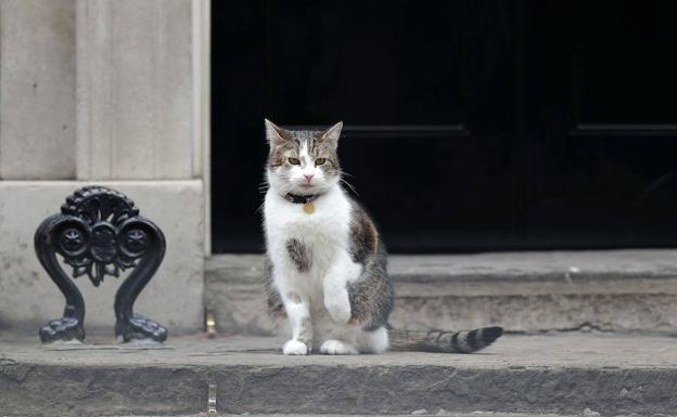 El gato Larry vigila en la puerta de Downing Street. 