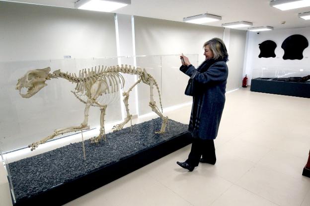 Esqueletos de diversos animales y dinosaurios se han recopilado para mostrarse al público. 