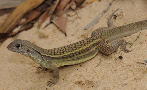 La hembra del lagarto Leiolepis ngorantrii también ha aprendido a clonarse.