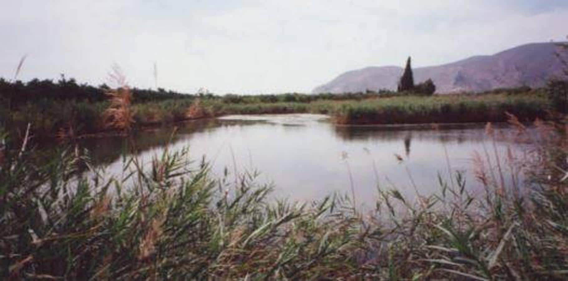 MARJAL Y ESTANY DE LA RIBERA SUR DEL XUQUER | Esta zona húmeda sirve como protección frente a las crecidas del río en una zona de cultivos de cítricos y arroz. 3.439 hectáreas entre Alzira, Polinyà de Xúquer, Riola, Fortaleny, Llaurí, Favara, Cullera y Tavernes de la Valldigna.