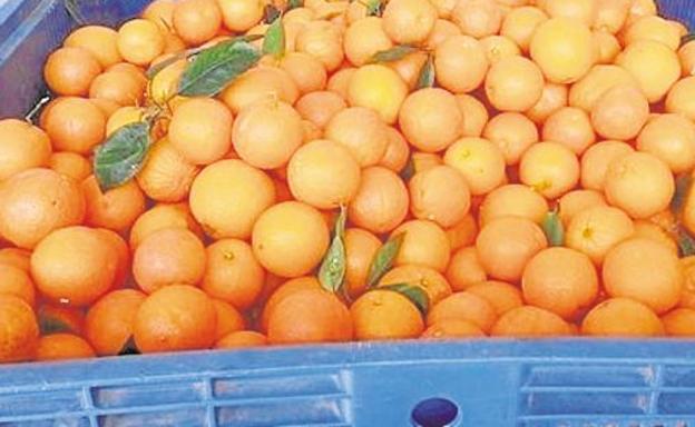 El último golpe policial a la naranja ilegal: 120.000 kilos inmovilizados y 18 detenidos