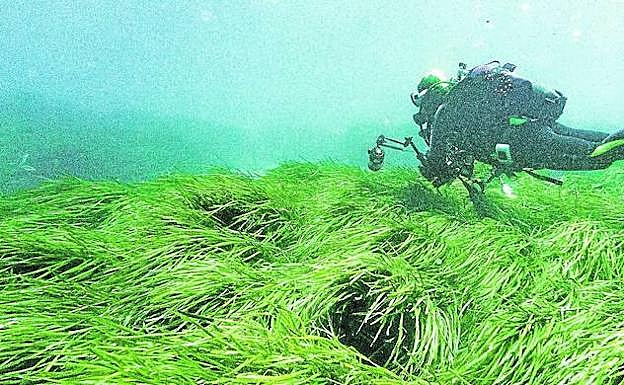 Los expertos la comparan las praderas de posidonia con los bosques tropicales porque concentran una gran biodiversidad de especies. 